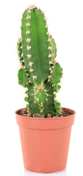 Cactus in bloempot, geïsoleerd op witte achtergrond — Stockfoto