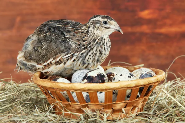 Young quail with eggs on straw on wooden background — Stock Photo, Image