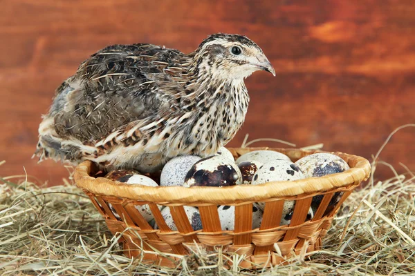 Codorniz joven con huevos sobre paja sobre fondo de madera — Foto de Stock