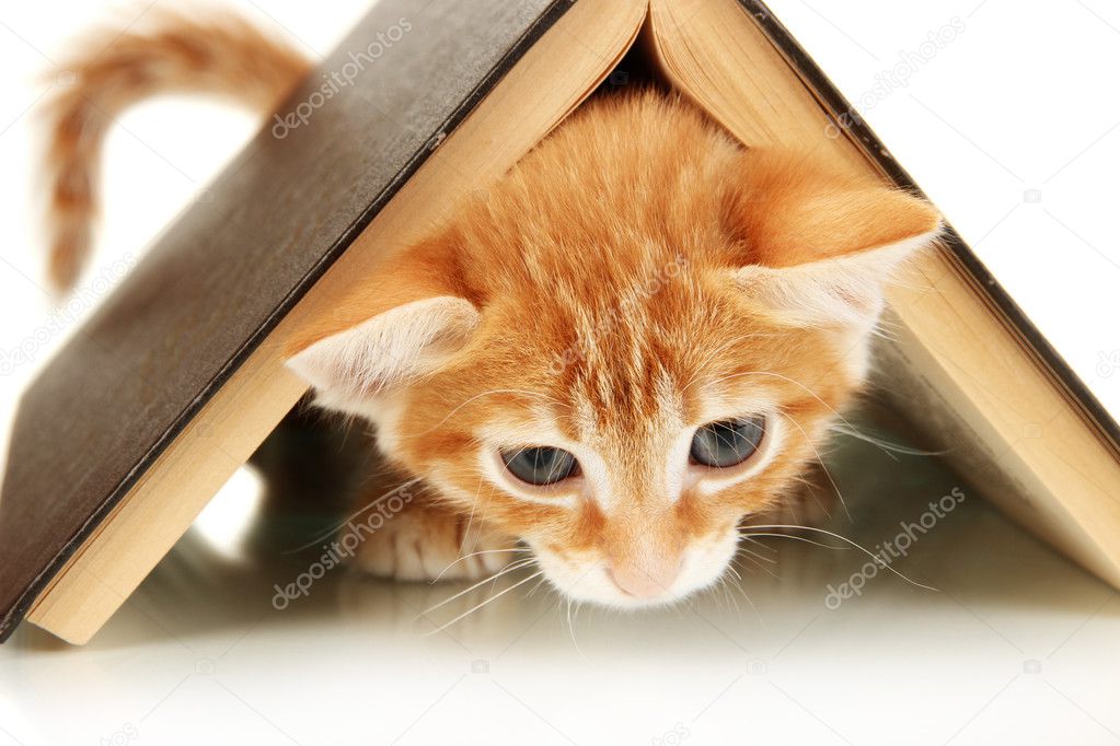 Cute little red kitten and book isolated on white