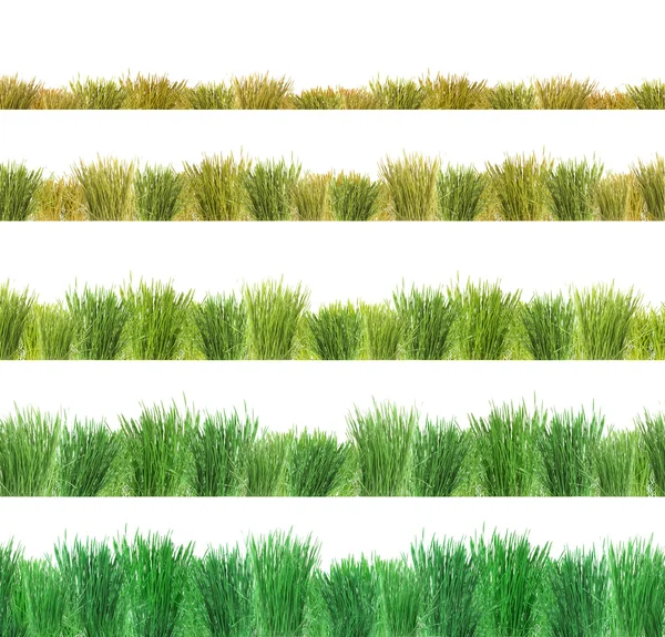 Коллаж зеленой травы изолирован на белом — стоковое фото