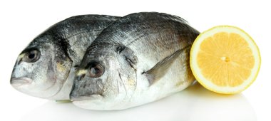 dorado balığı üzerinde beyaz izole