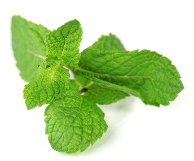 Beyazda izole edilmiş nane