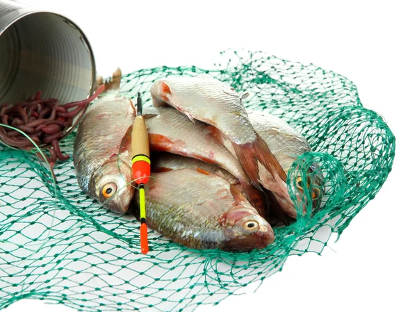 Vissen in visnet geïsoleerd op wit — Stockfoto
