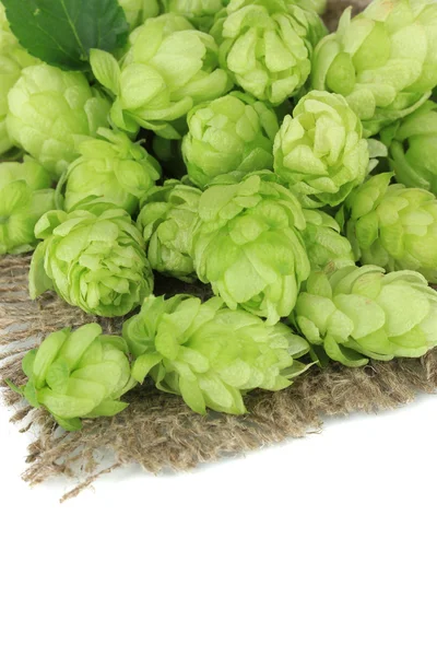 Fresh green hops, isolated on white — Stock Photo, Image