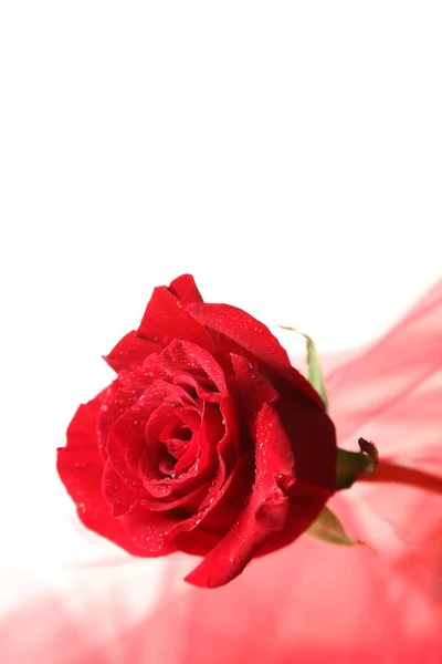 Nádherná růže a barevné tkaniny, izolované na bílém — Stock fotografie