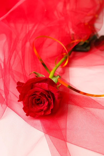 Beautiful rose on color fabric background — Stock Photo, Image