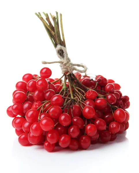 Red berries of viburnum isolated on white — Stock Photo, Image