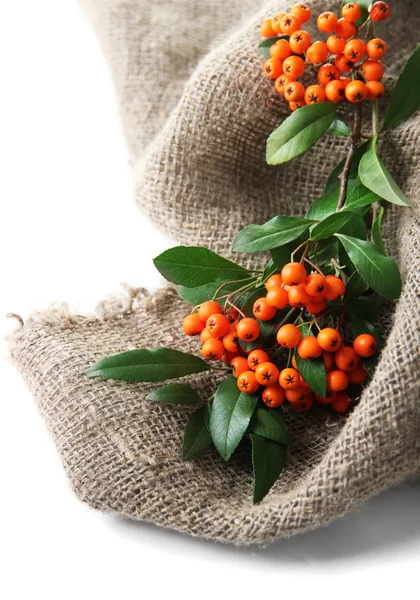 Pyracantha Firethorn orange berries with green leaves, on sackcloth, isolated on white — Stock Photo, Image