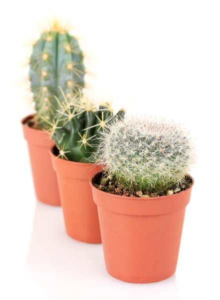 Collectie van cactussen, geïsoleerd op wit — Stockfoto