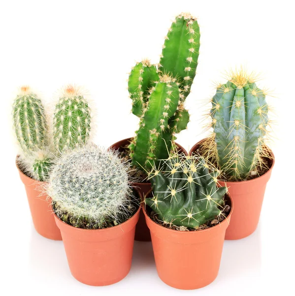 Colección de cactus, aislados sobre blanco — Foto de Stock