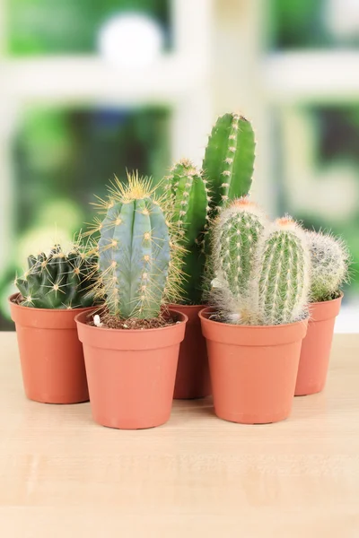 Collection of cactuses, on windowsill — Stock Photo, Image