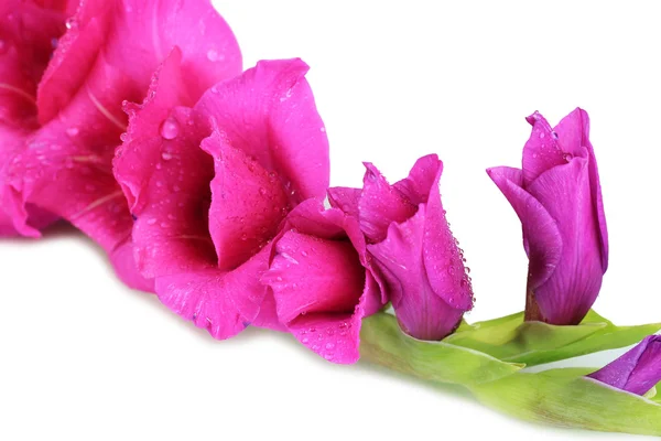 Schöne Gladiolenblüte aus nächster Nähe — Stockfoto