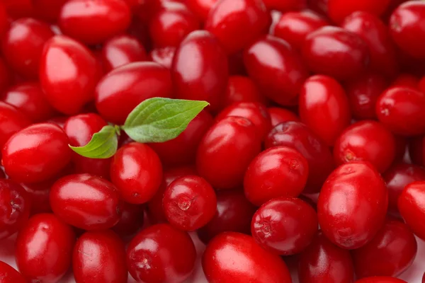 Fresh cornel berries, close up — Stock Photo, Image