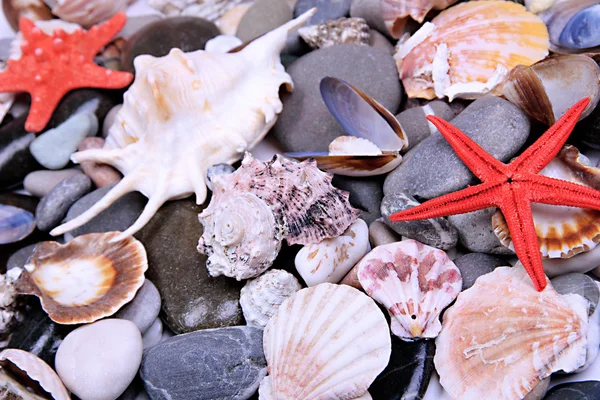 Close up of sea stones and shells — Stock Photo, Image