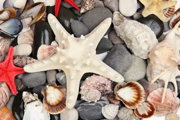 Close-up van zee stenen en schelpen — Stok fotoğraf