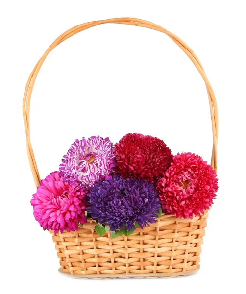 Bright aster flowers in basket, isolated on white — Stock Photo, Image