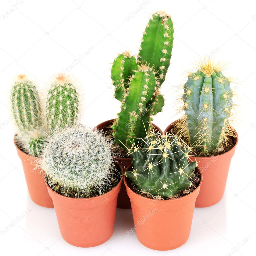 Collection of cactuses, isolated on white