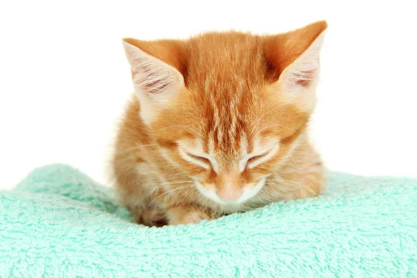 Sleepy little kitten isolated on white — Zdjęcie stockowe