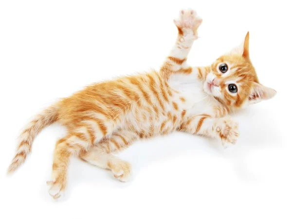 Cute little red kitten isolated on white — Stock Photo, Image