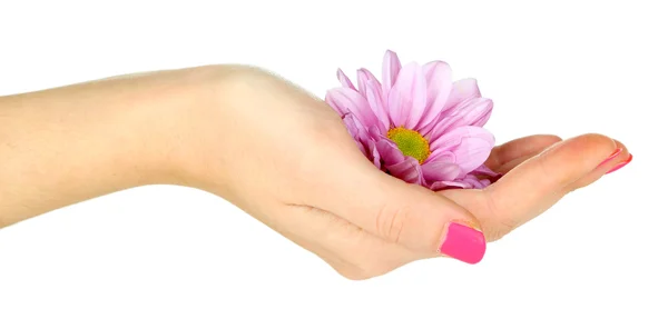 Piękny purpurowy kwiat w ręce kobiety na białym tle — Zdjęcie stockowe