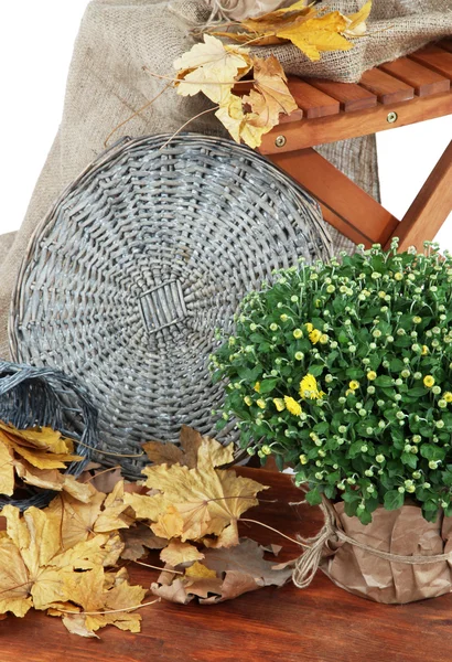 Chrysanthemum bush in pot with yellow leaves and chair close up — Stock Photo, Image