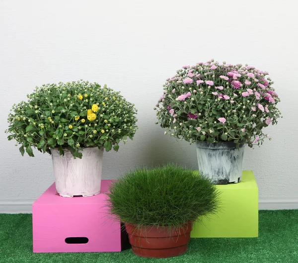 Flowers in pots with boxes on grass on grey background — Stock Photo, Image