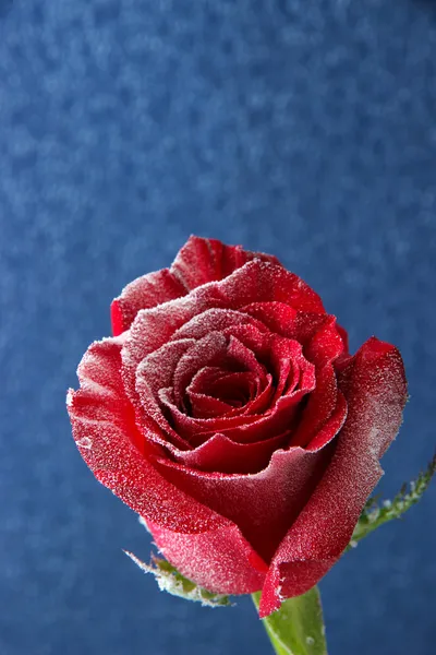 Rose rouge dans la neige sur fond bleu — Photo