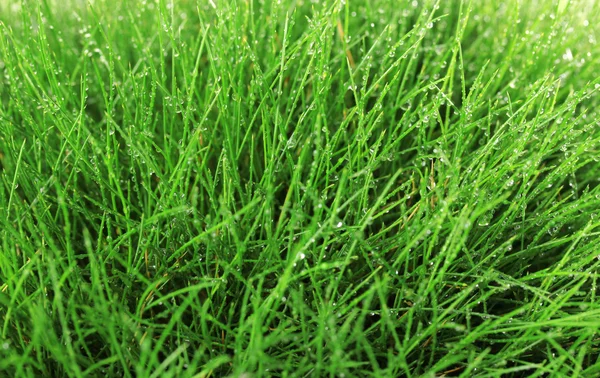 Prachtige groene gras, close-up — Stockfoto