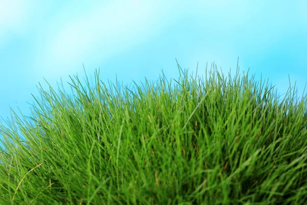 Beautiful green grass on blue background — Stock Photo, Image