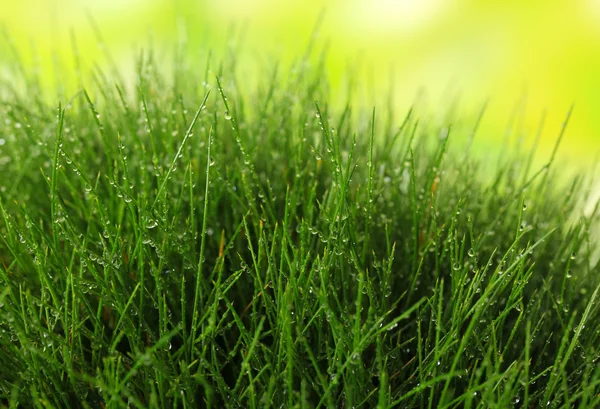 自然を背景にした美しい緑の草 — ストック写真