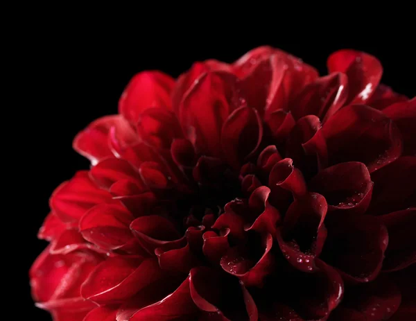 달리아 꽃, 블랙에 고립 — 스톡 사진