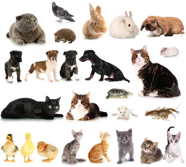 Колаж різних милих тварин — стокове фото