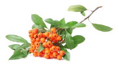 Ateş dikeni firethorn turuncu meyveler üzerinde beyaz izole yeşil yaprakları ile