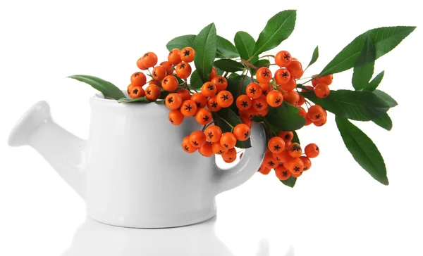 ピラカンサ トキワサンザシ オレンジ白で隔離される花瓶に緑色の葉と果実します。 — ストック写真
