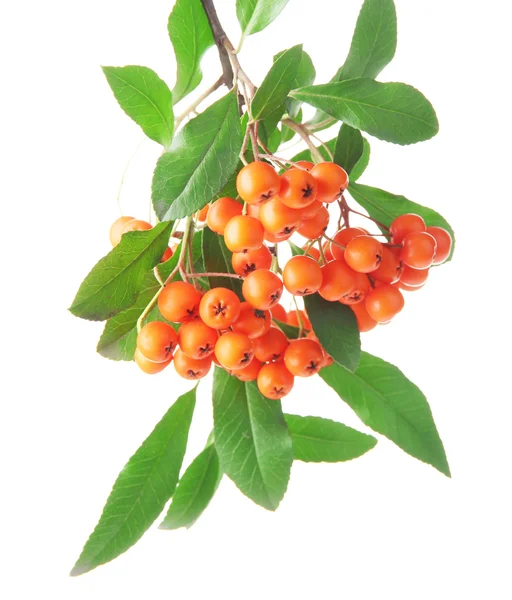 ピラカンサ トキワサンザシ オレンジ、白で隔離され、緑の葉と果実します。 — ストック写真