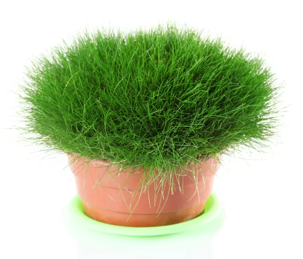 植木鉢、白で隔離されるで美しい緑の芝生 — ストック写真