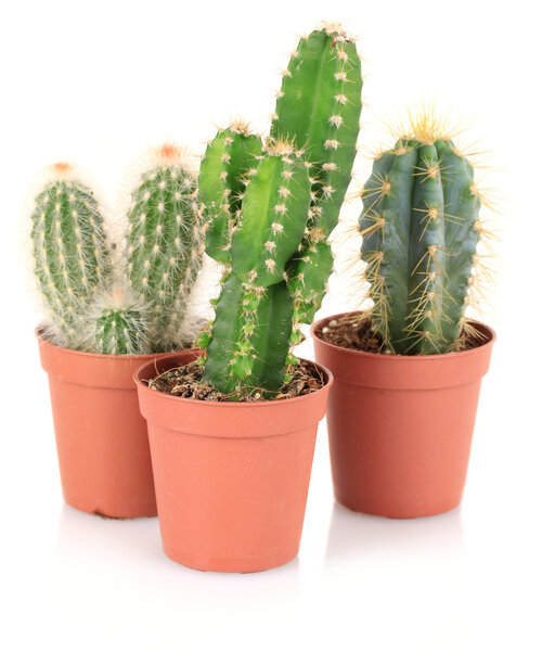 Collection of cactuses, isolated on white