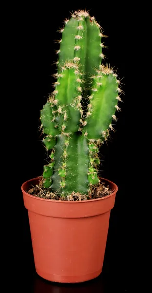 Cactus en pot de fleurs, isolé sur noir — Photo