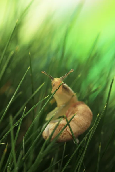 Schöne Schnecke auf grünem Gras, aus nächster Nähe — Stockfoto