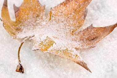 düşmüş yaprağına snow