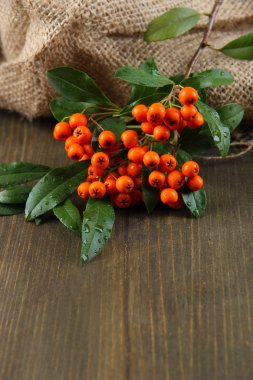 Ateş dikeni firethorn turuncu meyveler ahşap zemin üzerine yeşil yaprakları ile
