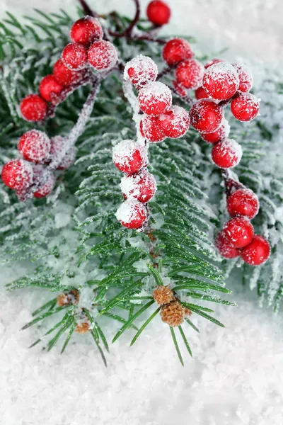 Bayas de rowan con abeto cubierto de nieve — Foto de Stock