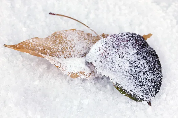 Spadek liści na śniegu — Zdjęcie stockowe