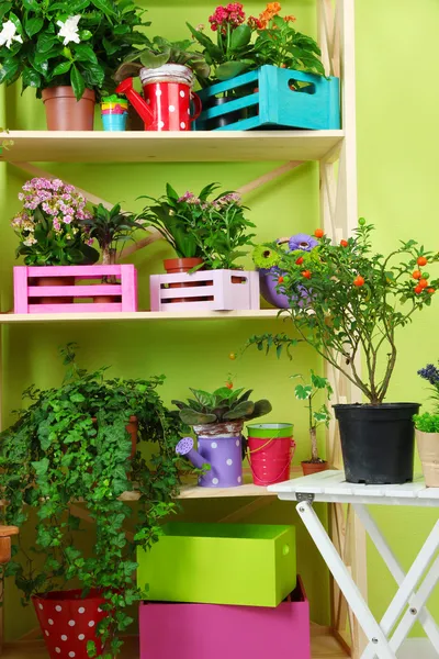 Beautiful flowers in pots on wooden shelves in room — Stock Photo, Image