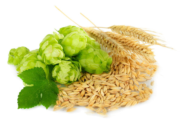 Fresh green hops and barley, isolated on white