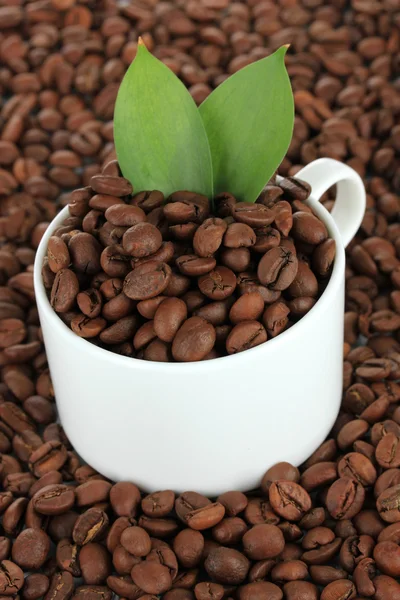 Koffie bonen in cup close-up — Stockfoto
