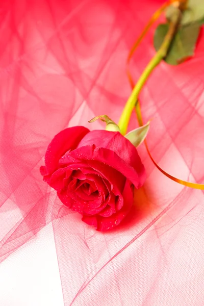 Belle rose sur fond de tissu de couleur — Photo