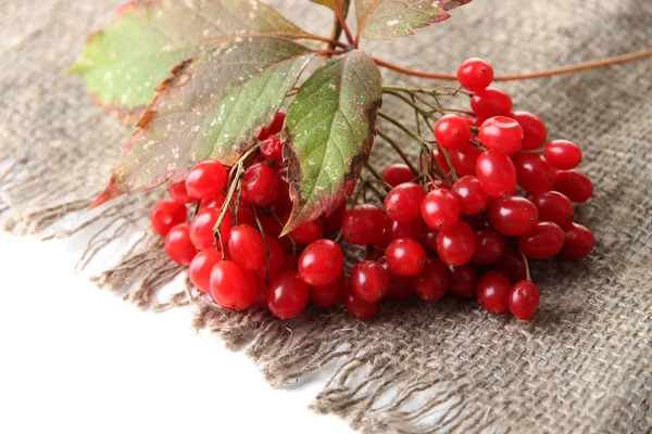 荒布ナプキン、白で隔離されるにガマズミ属の木の赤い果実 — ストック写真