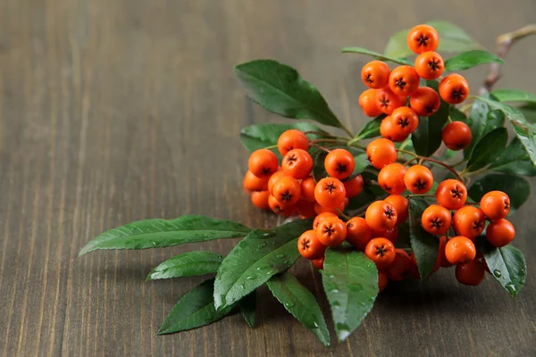 Pyracantha Firethorn bagas de laranja com folhas verdes, em fundo de madeira — Fotografia de Stock